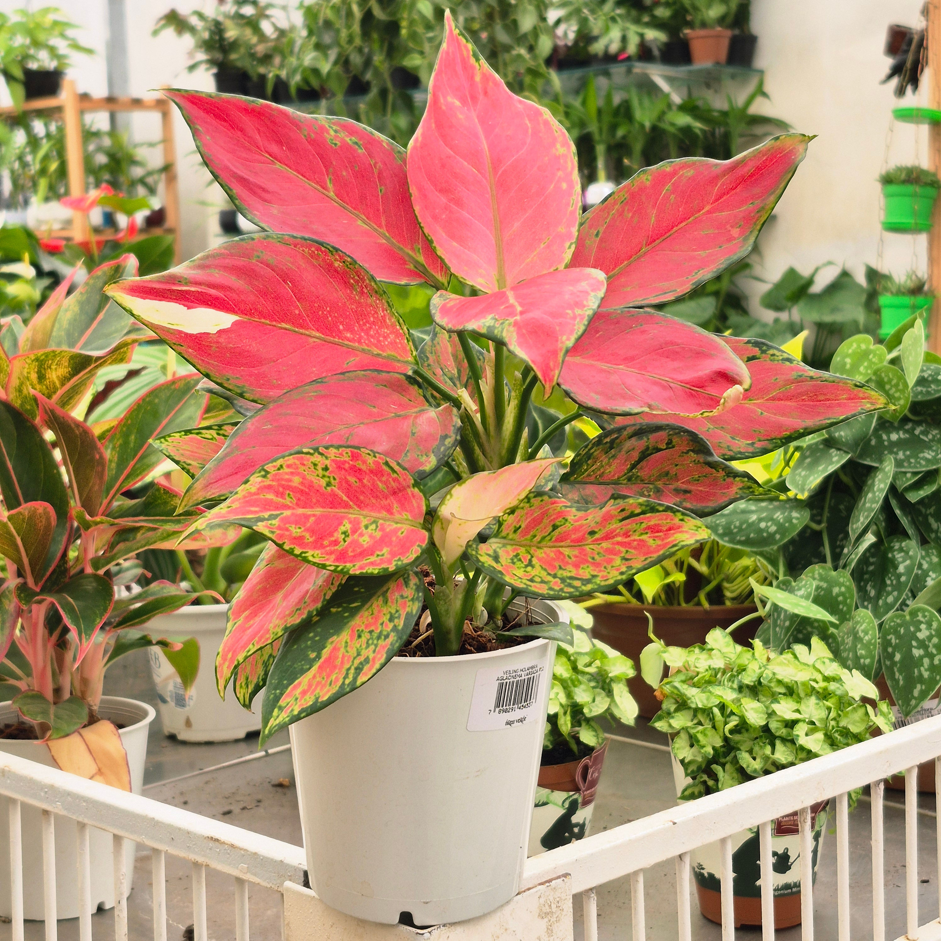 Aglaonema Vermelha (Aglaonema spp.) – Pote15