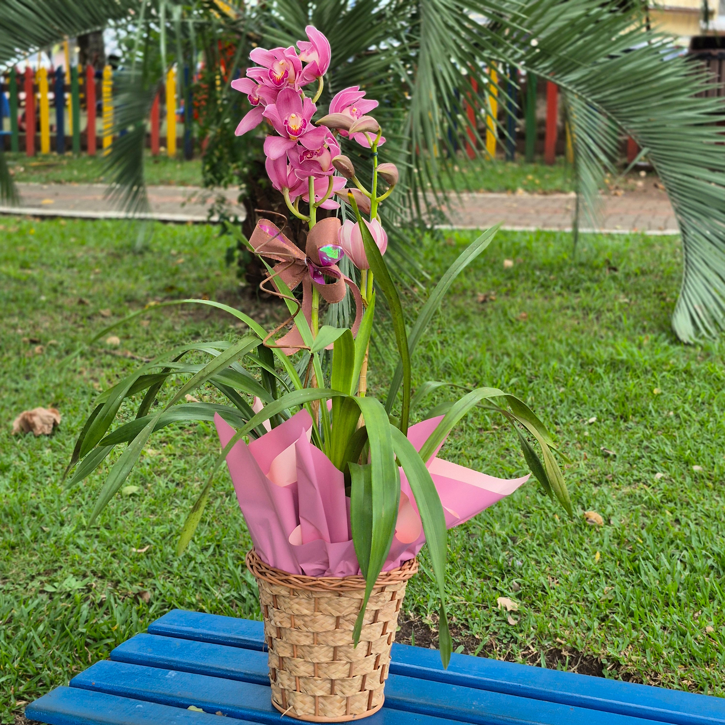 Orquídea Jardim Encantado