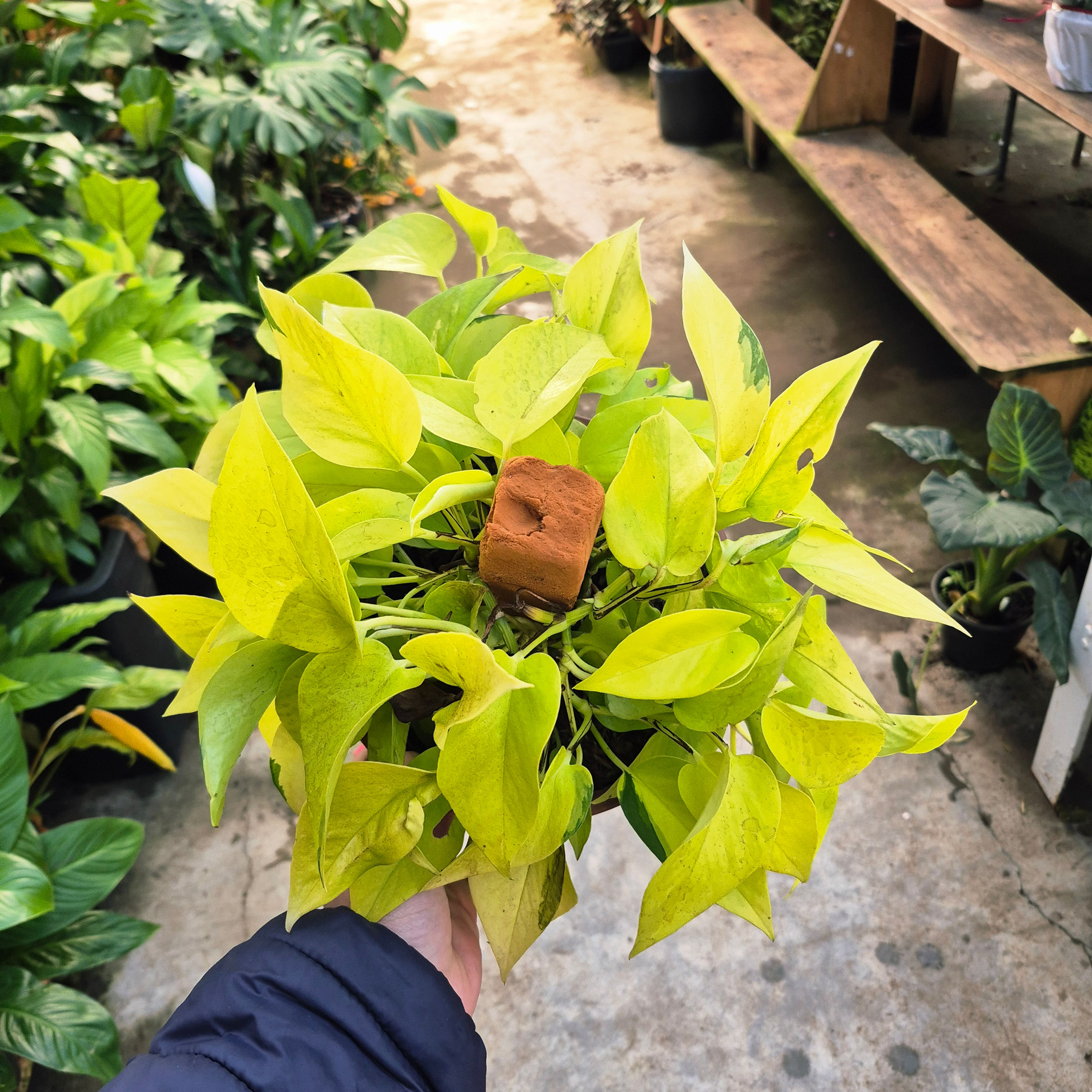 Jiboia Neon – Cuia 21