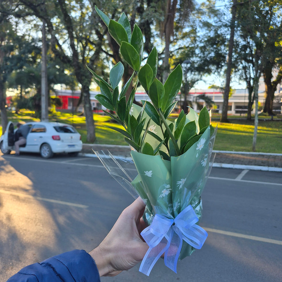 Miniatura: Zamiocuca Embalada