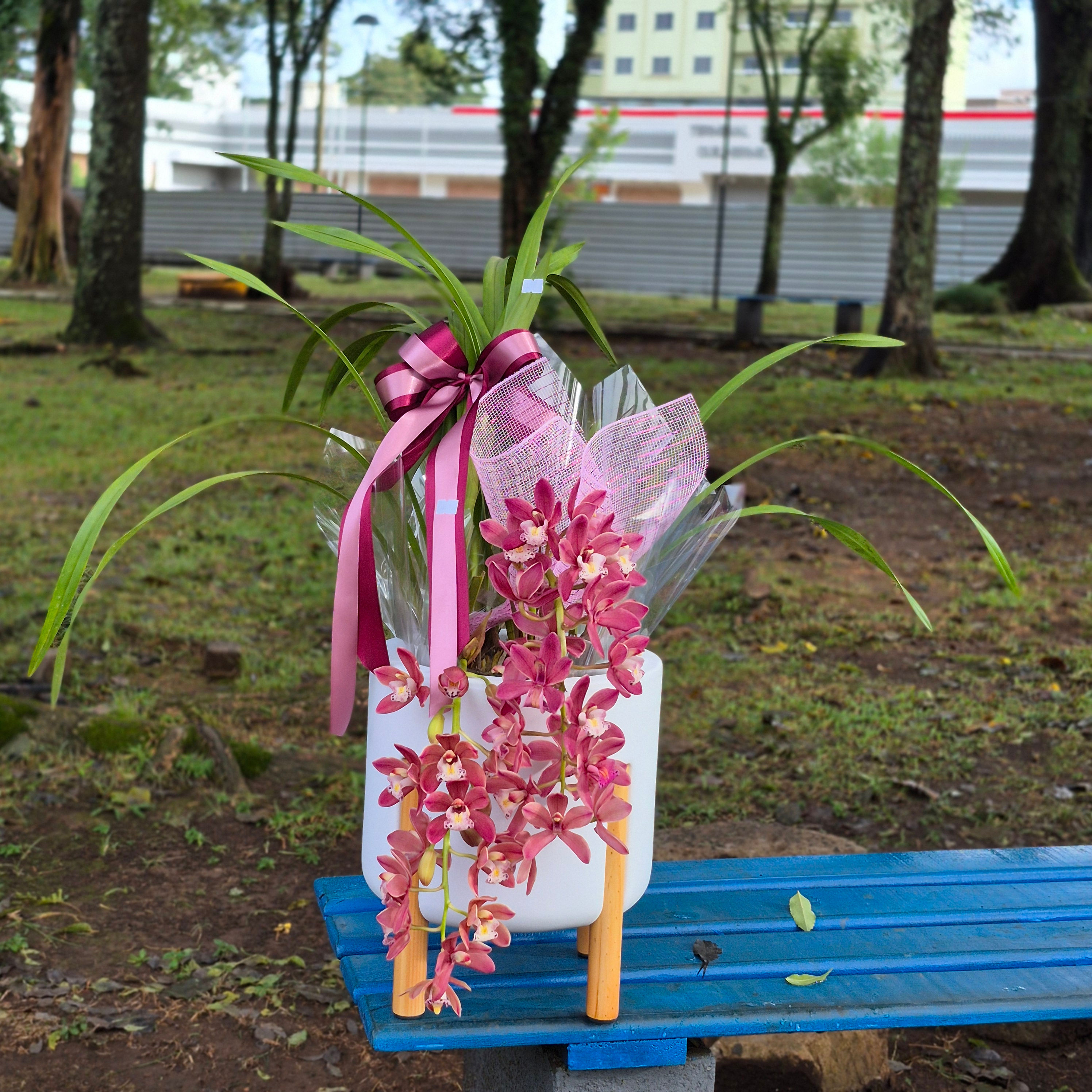 Orquídea Cymbidium no Cachepô