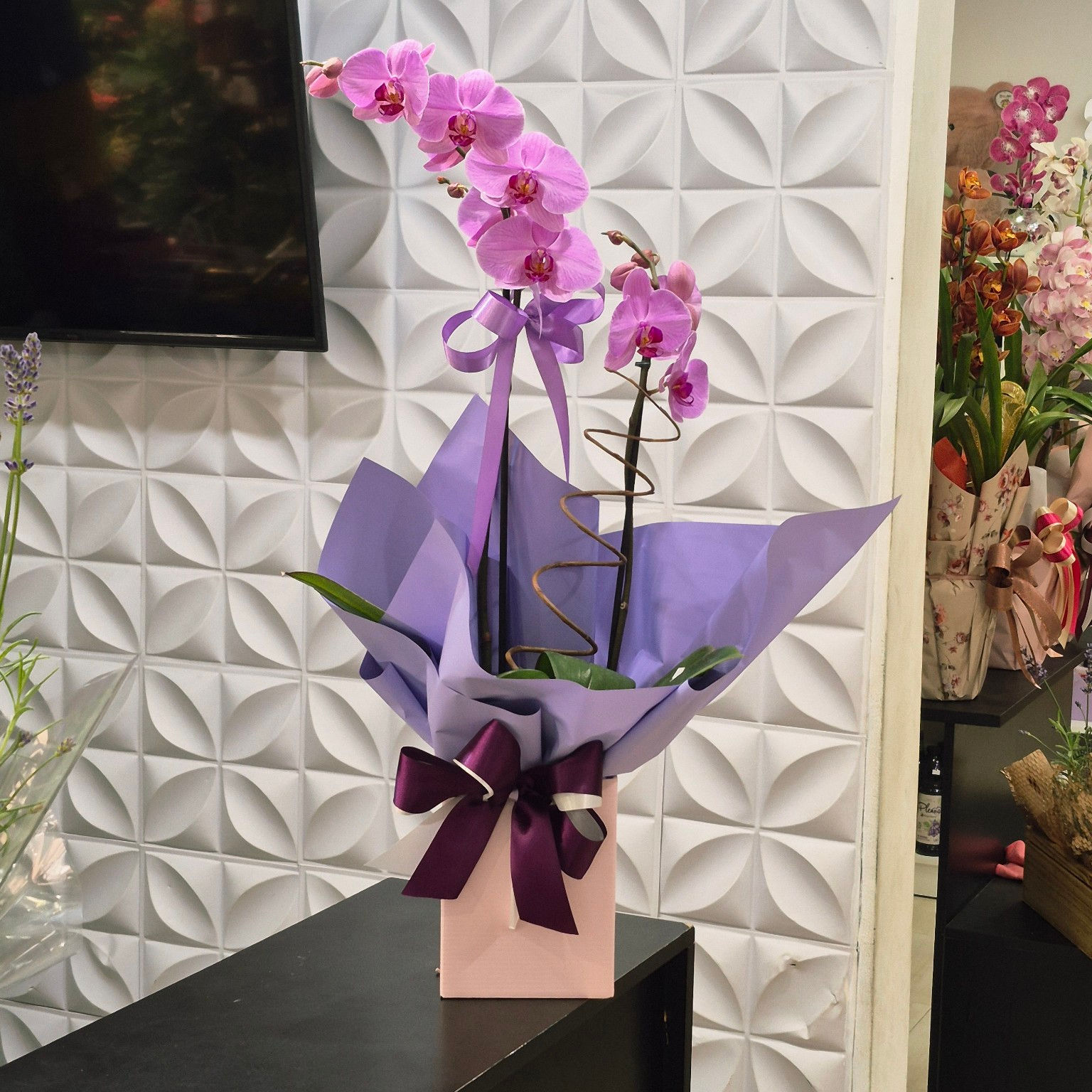 Orquídea Phalaenopsis Lilás com Embalagem Especial