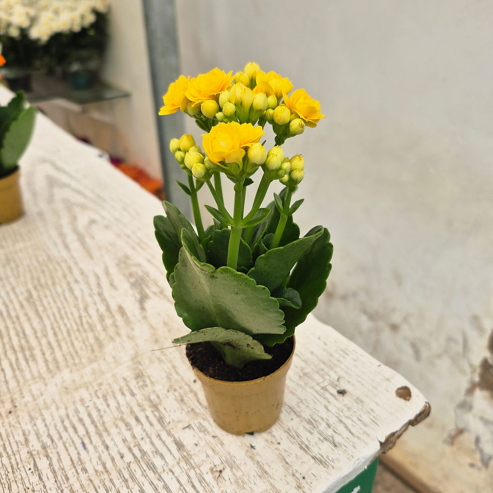 Miniatura: Kalanchoe Pote 06 — Cores Variadas Sem Embalagem