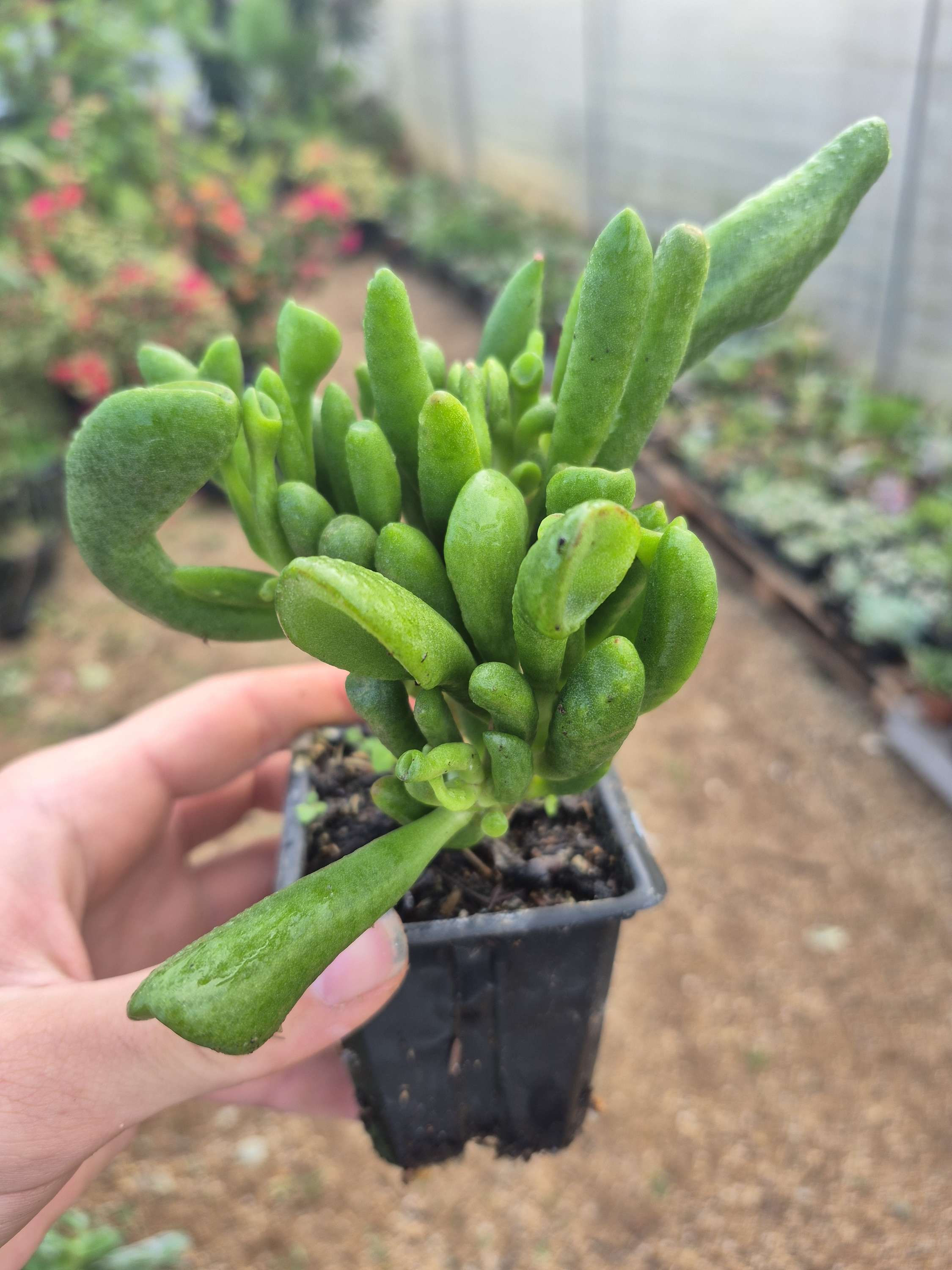 Crassula ovata 'Gollum