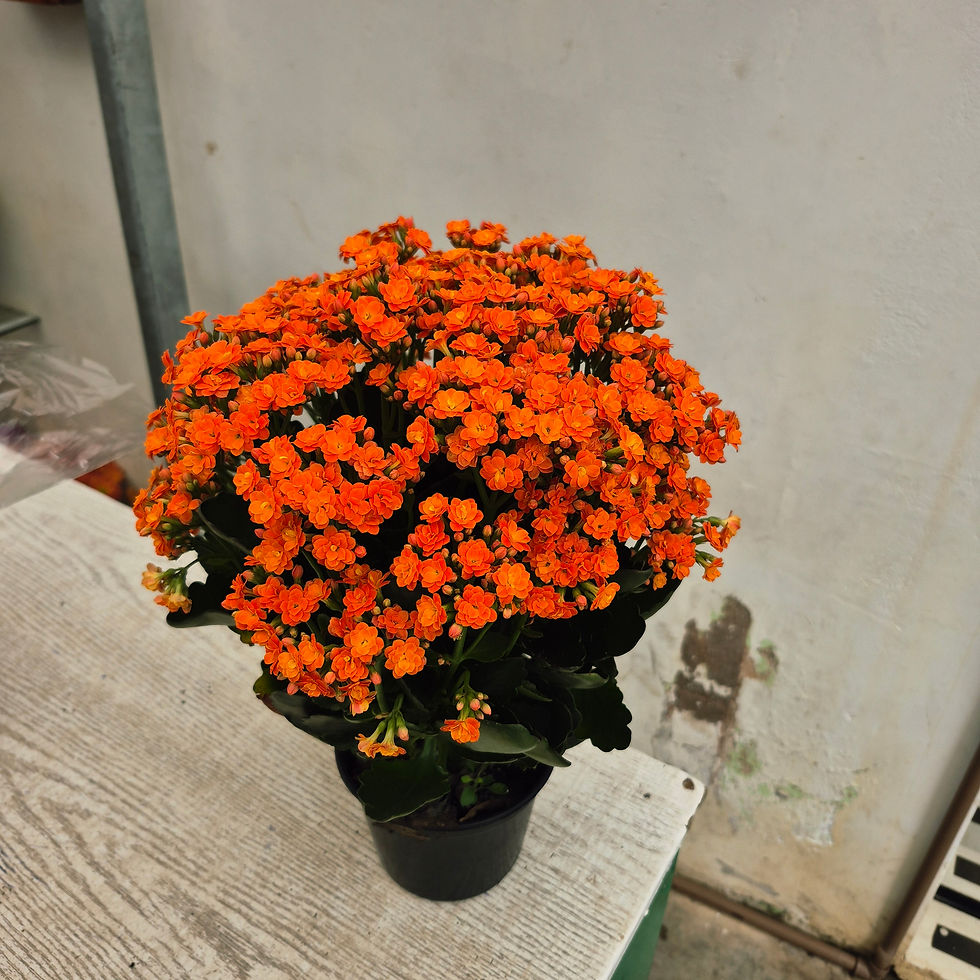 Miniatura: Kalanchoe Pote 15 — Cores Variadas Sem embalagem