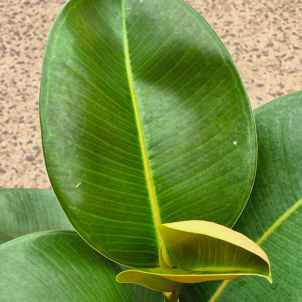 Miniatura: Ficus Elástica Verde