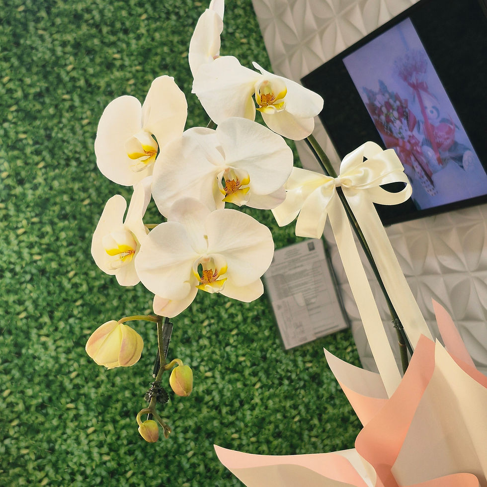 Miniatura: Orquídea Phalaenopsis Embalada para Presente — Pote 15