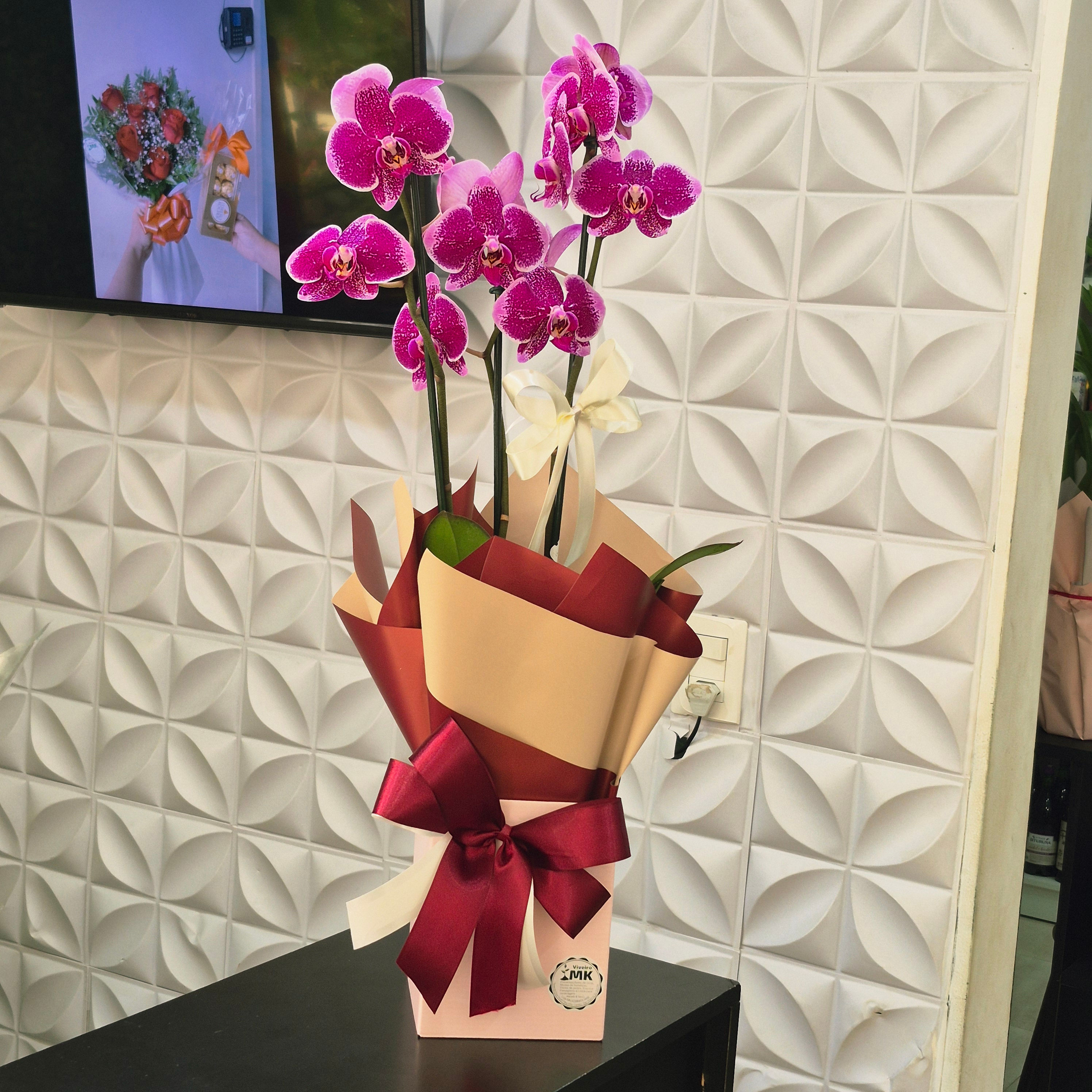 Orquídea Phalaenopsis Pintada Embalada para Presente — Pote 12