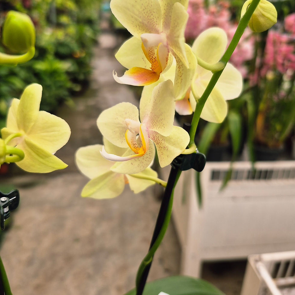 Miniatura: Orquídea Phalaenopsis Mini