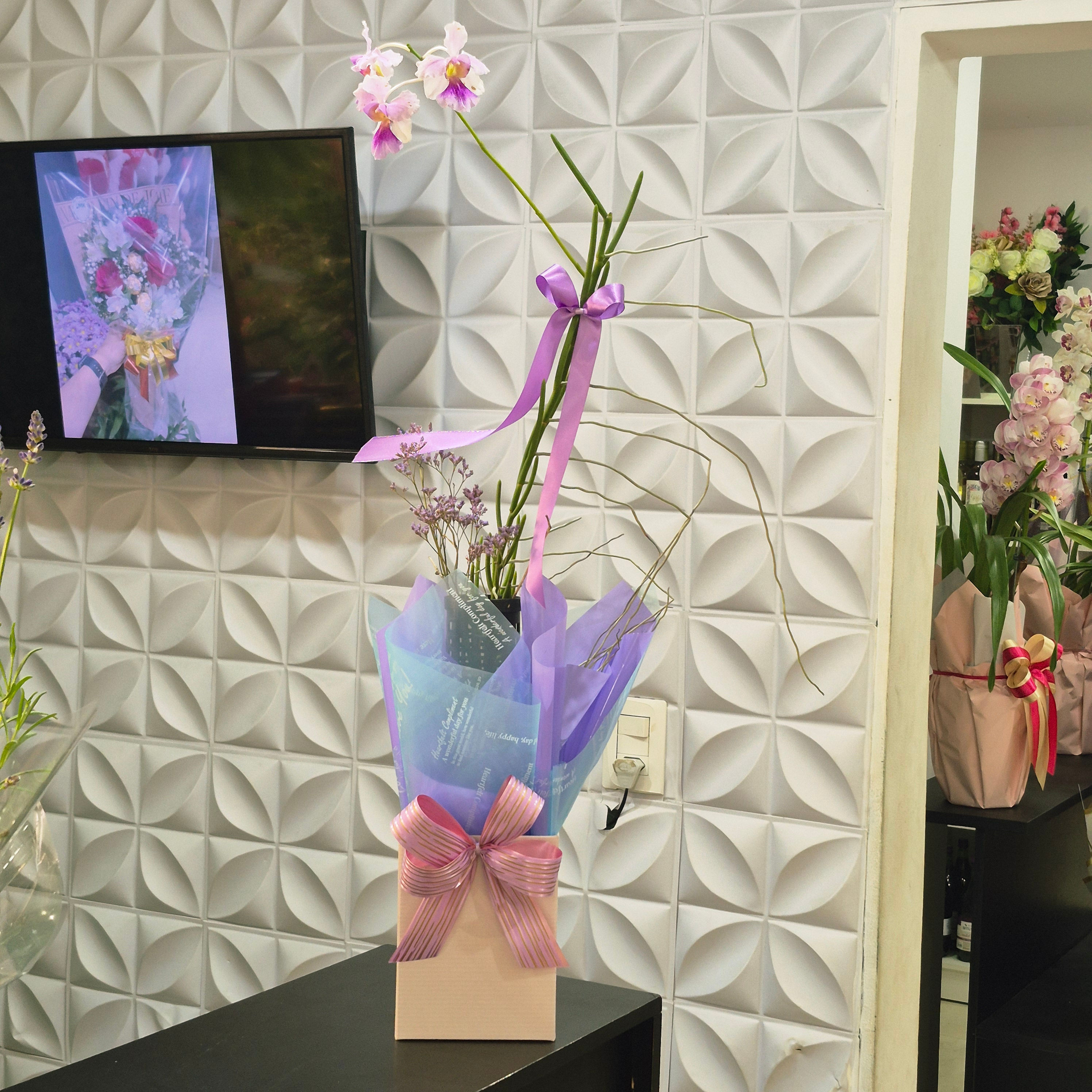Orquídea Vanda Miss Agnes Embalada para Presente