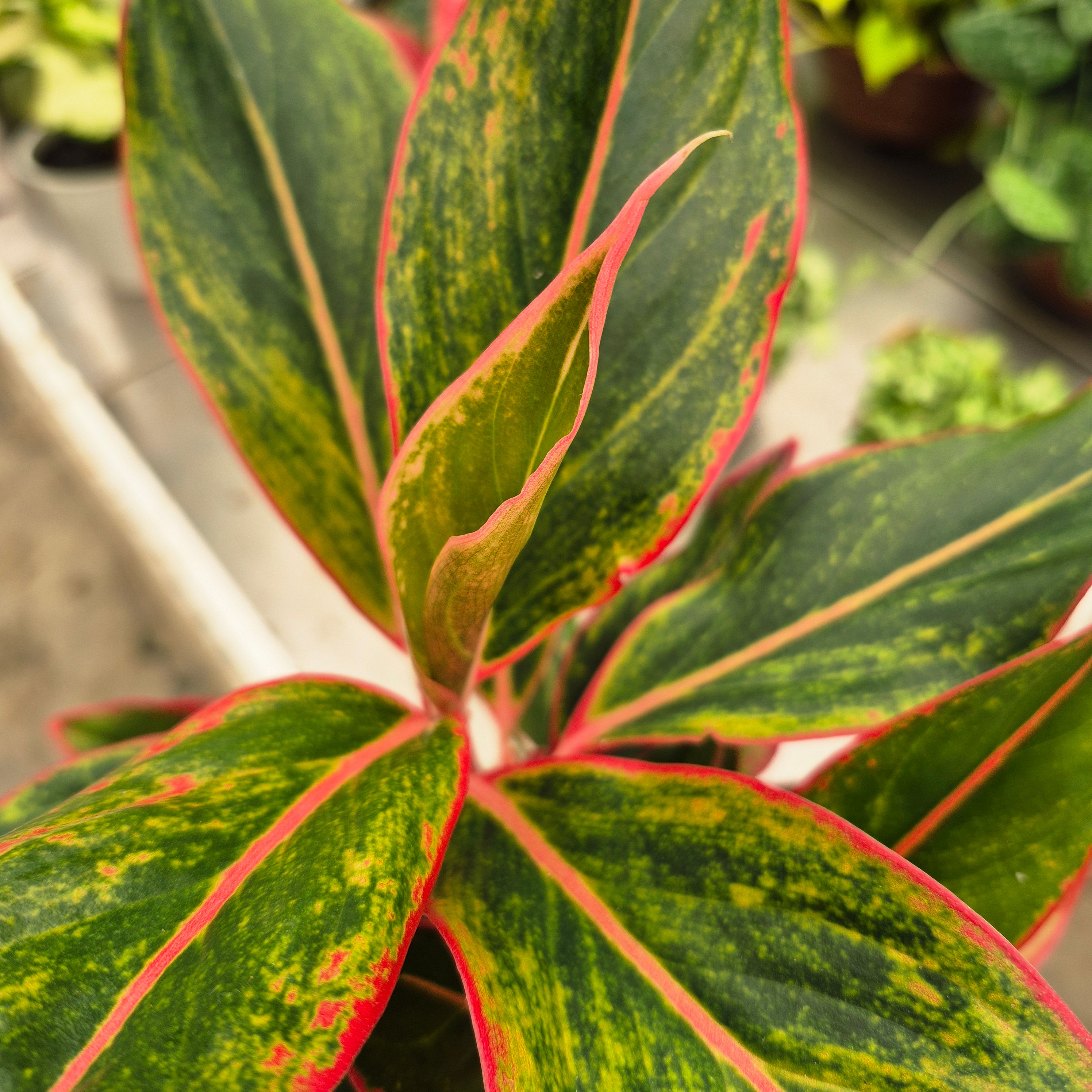 Aglaonema Vermelha (Aglaonema spp.) – Pote15