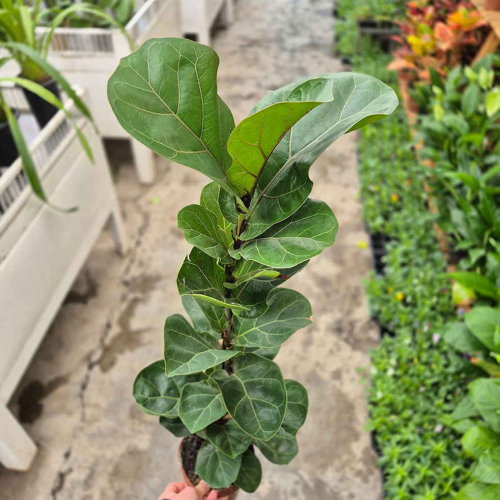 Miniatura: Ficus Lyrata (Figueira-Lira)