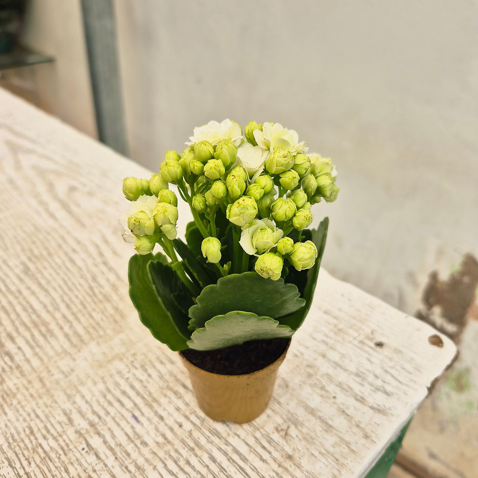 Miniatura: Kalanchoe Pote 06 — Cores Variadas Sem Embalagem