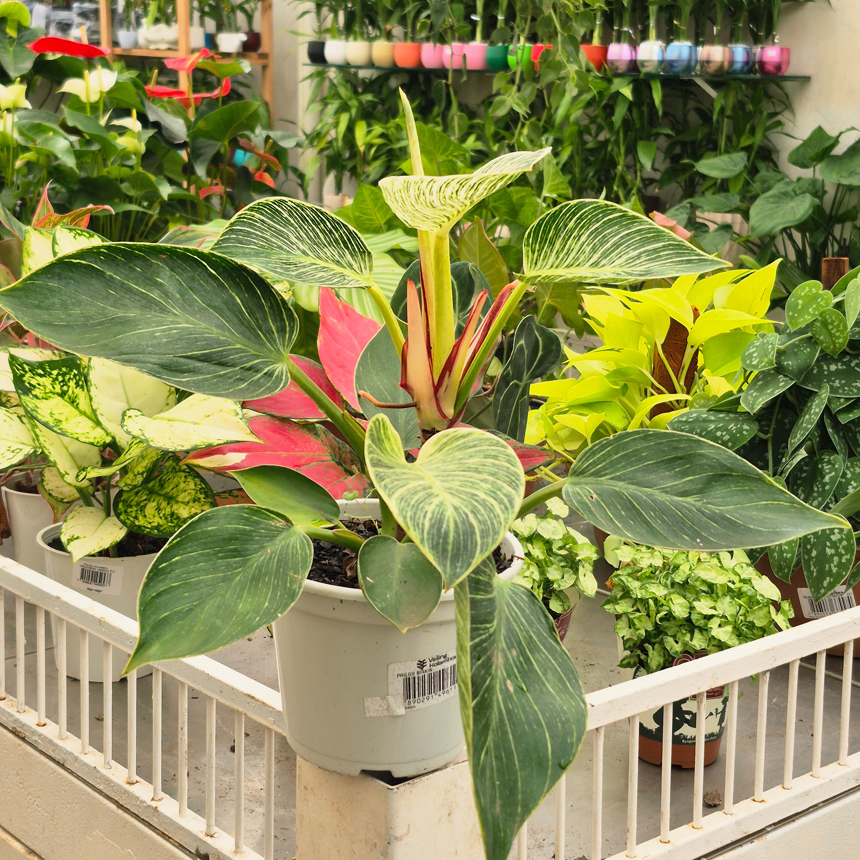 Filodendro Birkin (Philodendron Birkin) – Pote15