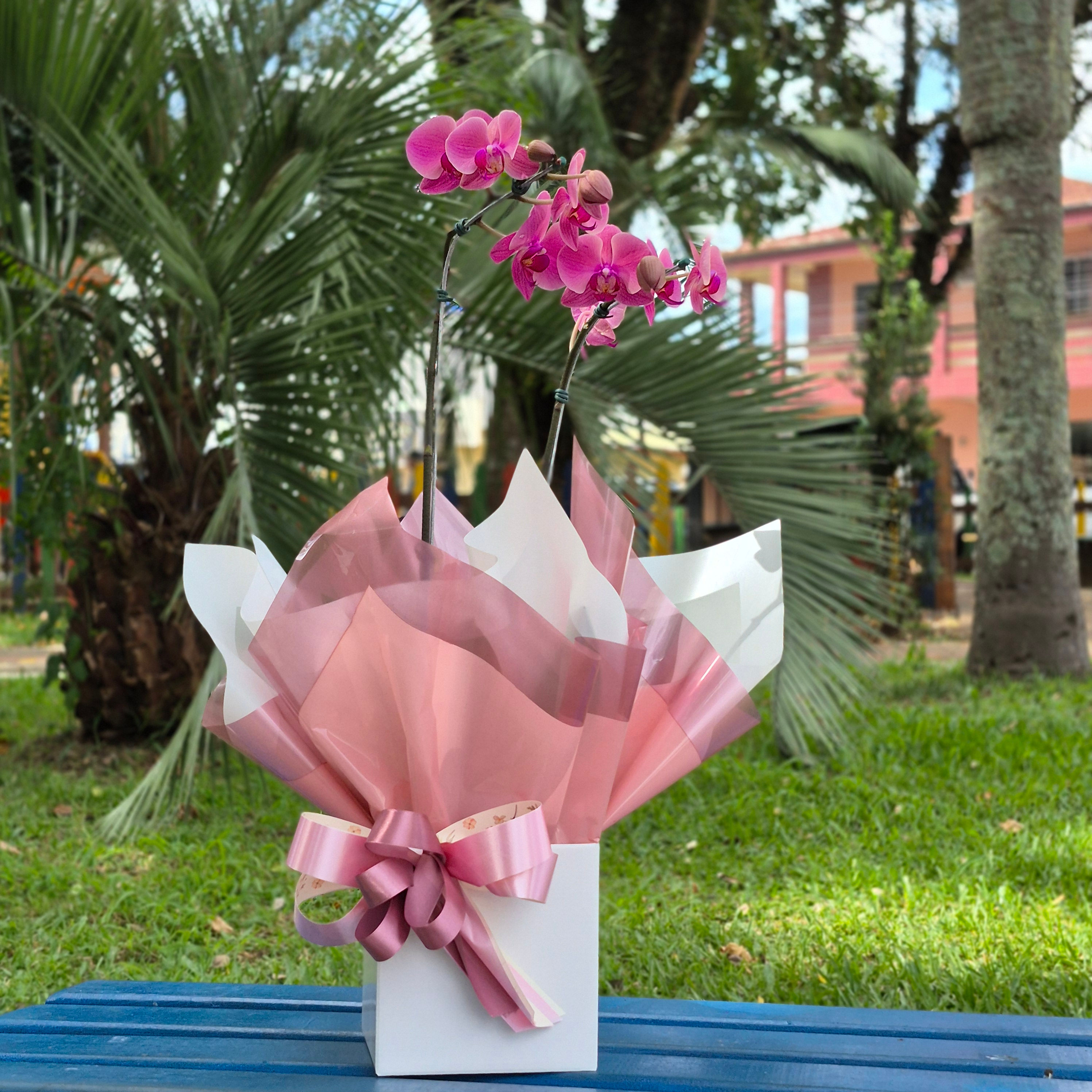Orquídea Encanto Rosa