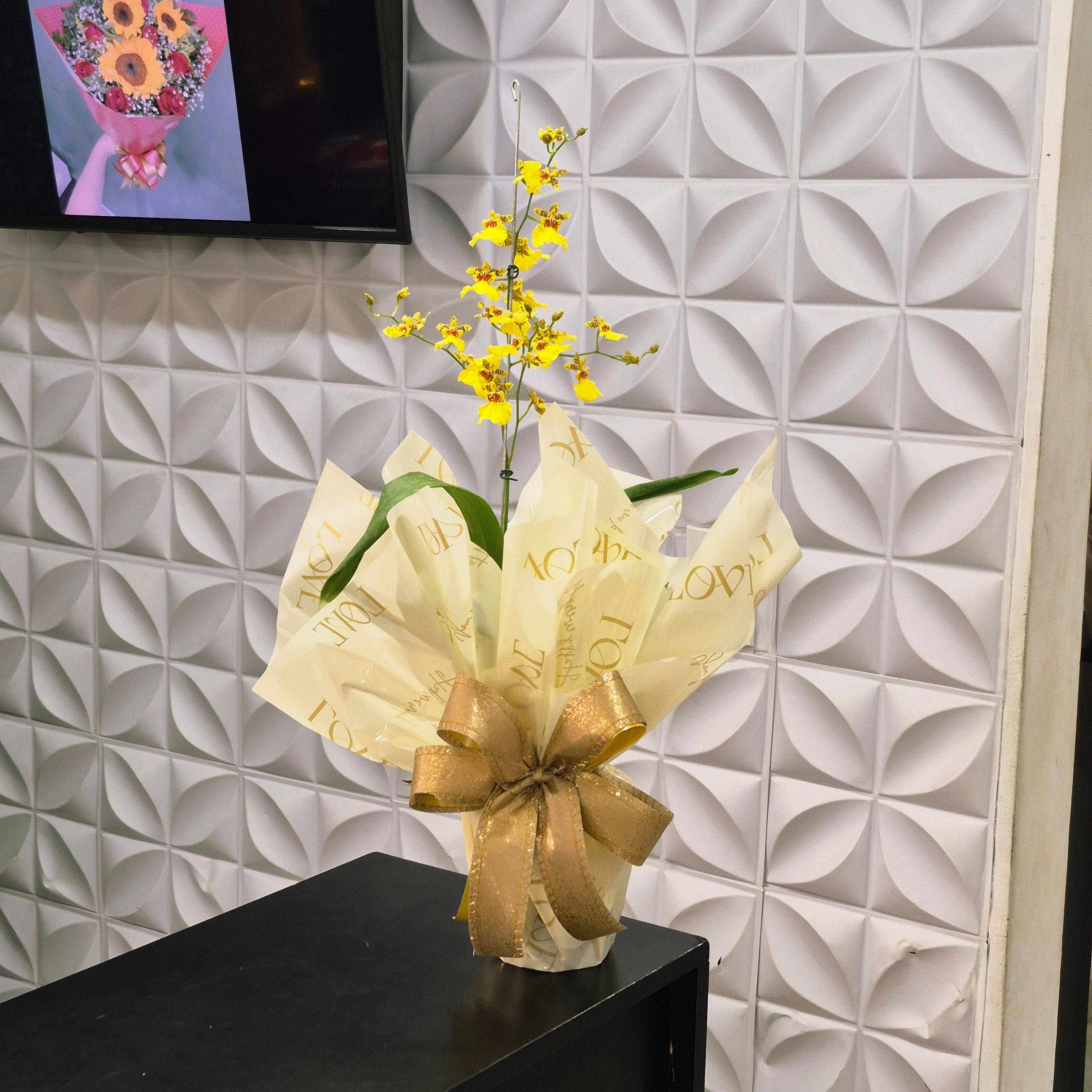 Orquídea Chuva de Ouro Embalada para Presente (Oncidium) Pote 13