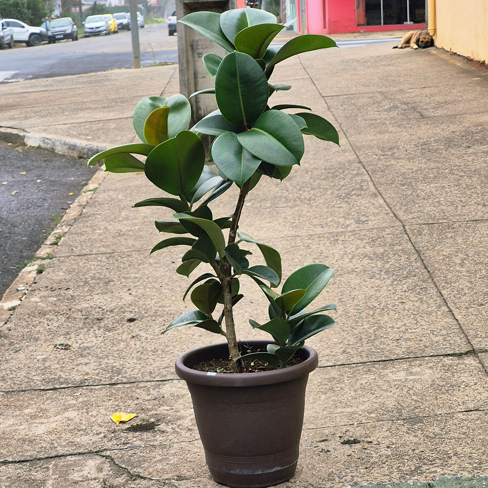 Miniatura: Ficus Elástica Verde