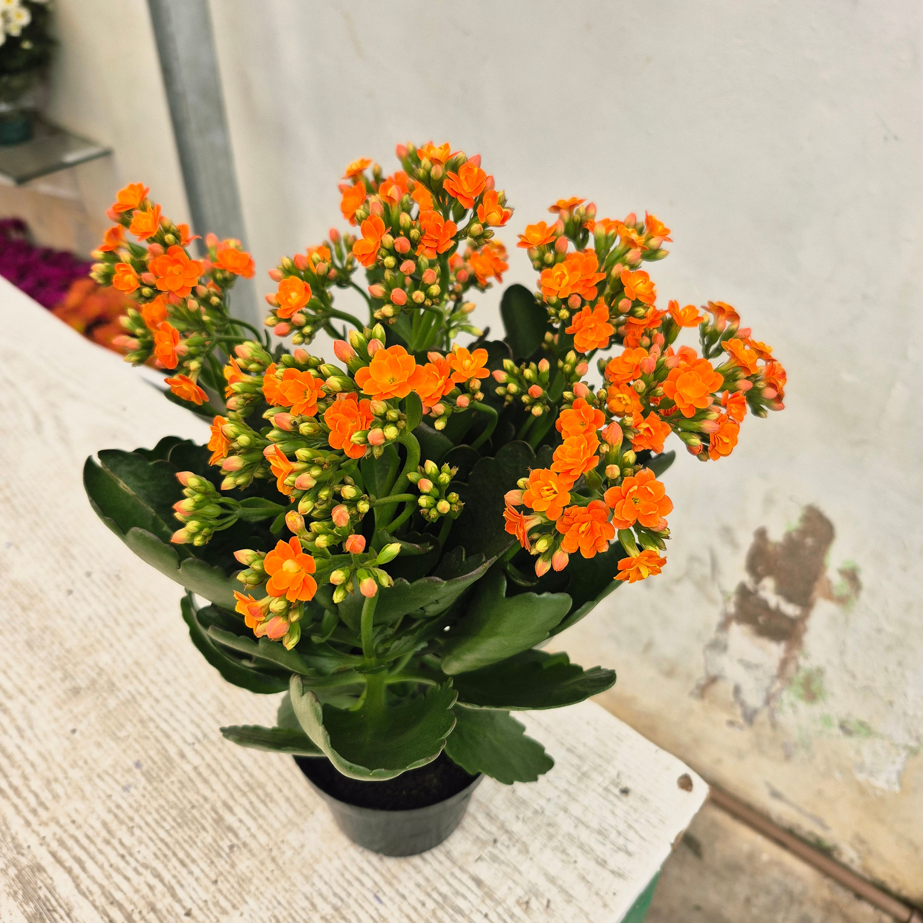 Kalanchoe Pote 11 — Cores Variadas Sem Embalagem