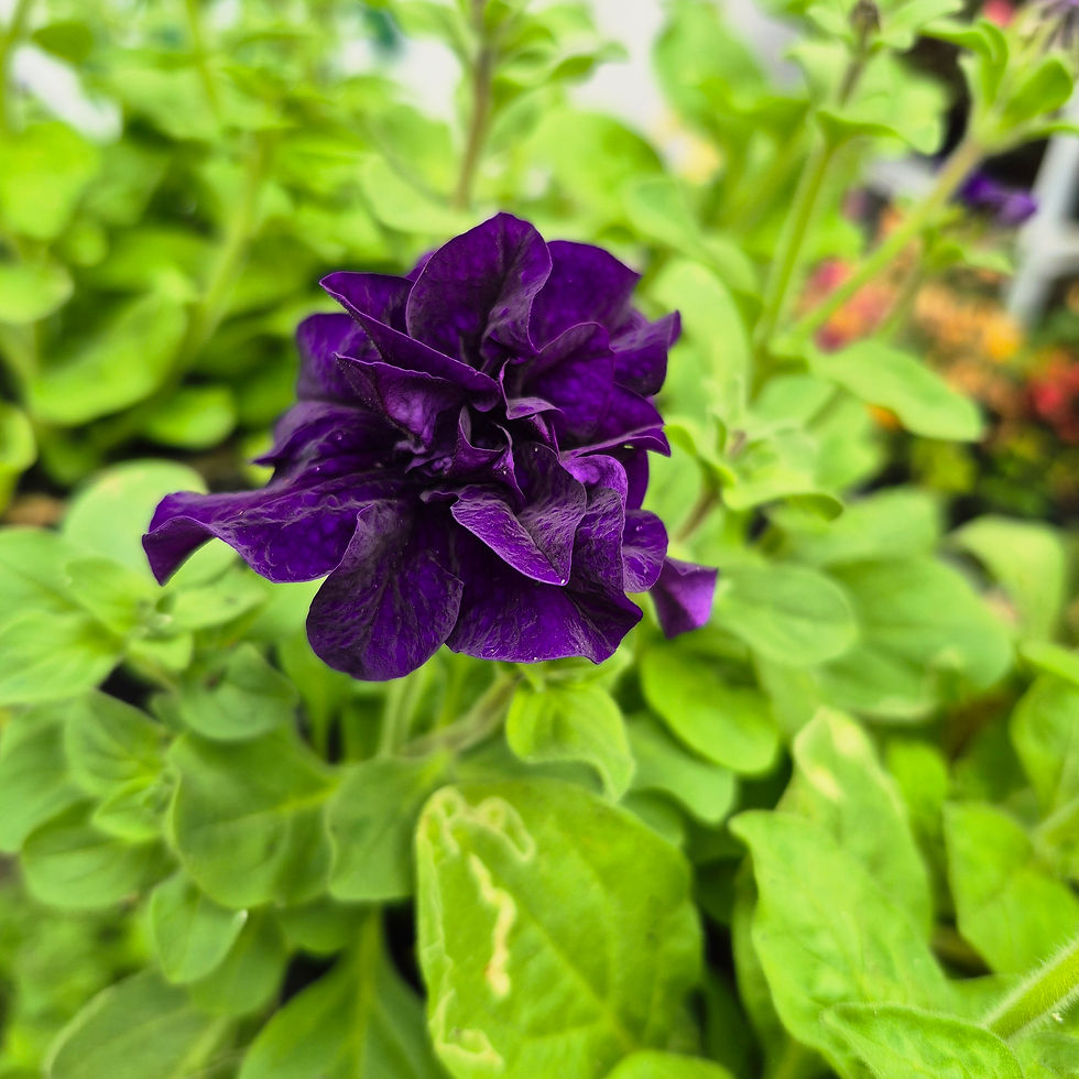 Miniatura: Petúnia Roxa (Petunia hybrida)
