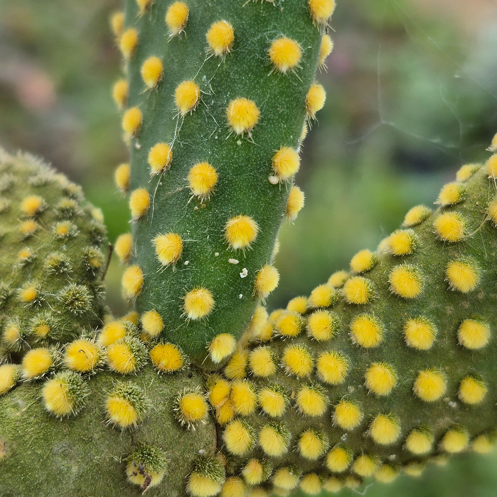 Miniatura: Cacto Orelha-de-Coelho (Opuntia microdasys) – Pote 06