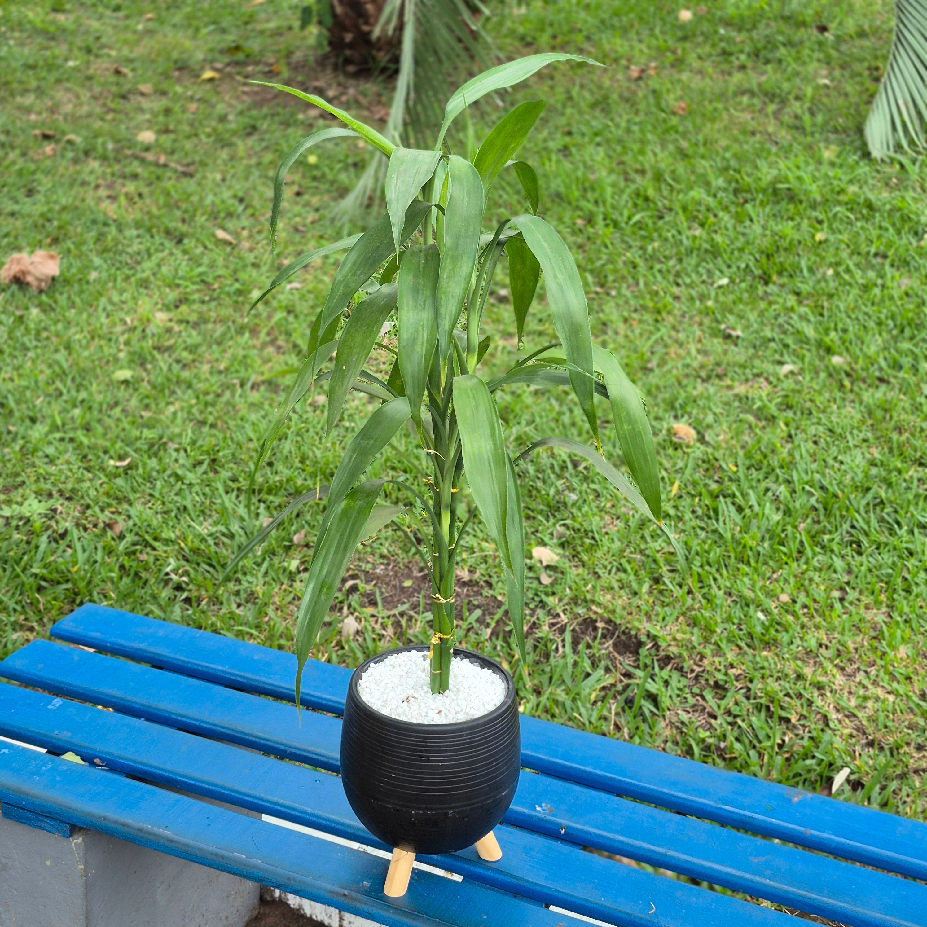 Bambu da Sorte Elegance