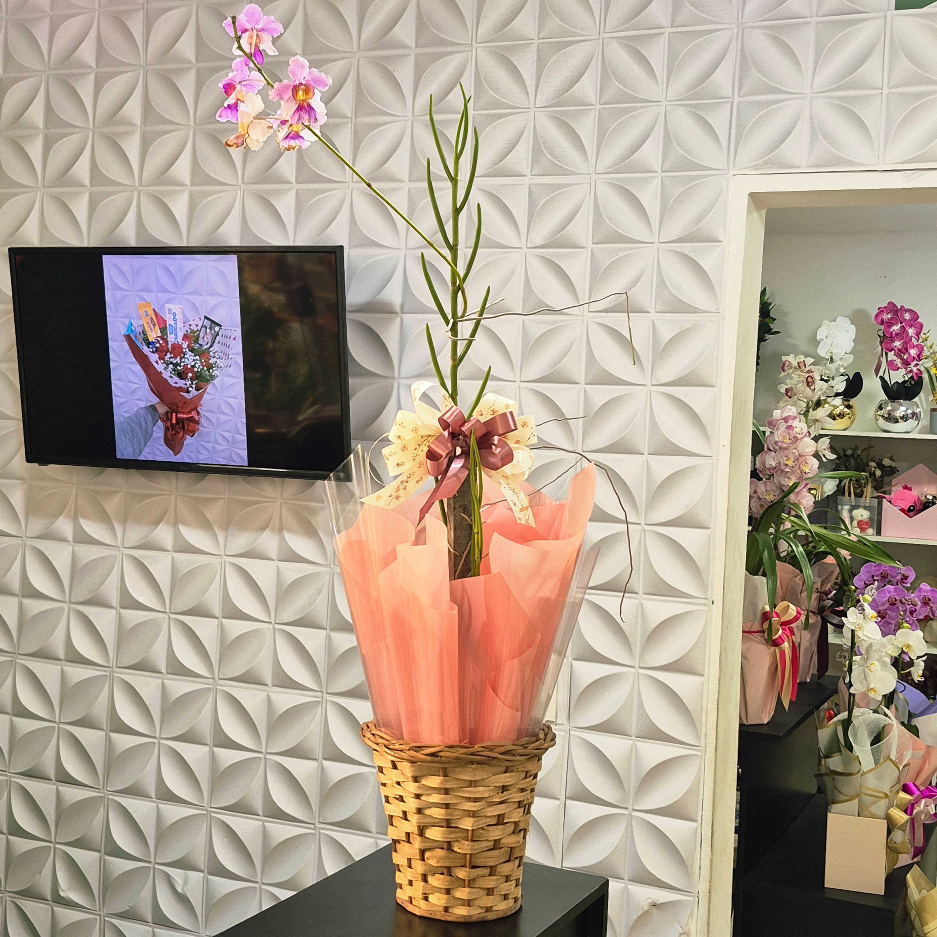 Orquídea Vanda Miss Agnes no Cesto Decorativo