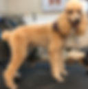cooper.jpeg