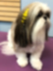 feather.jpeg