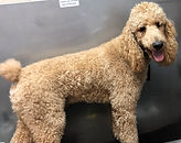 cooper before.jpeg