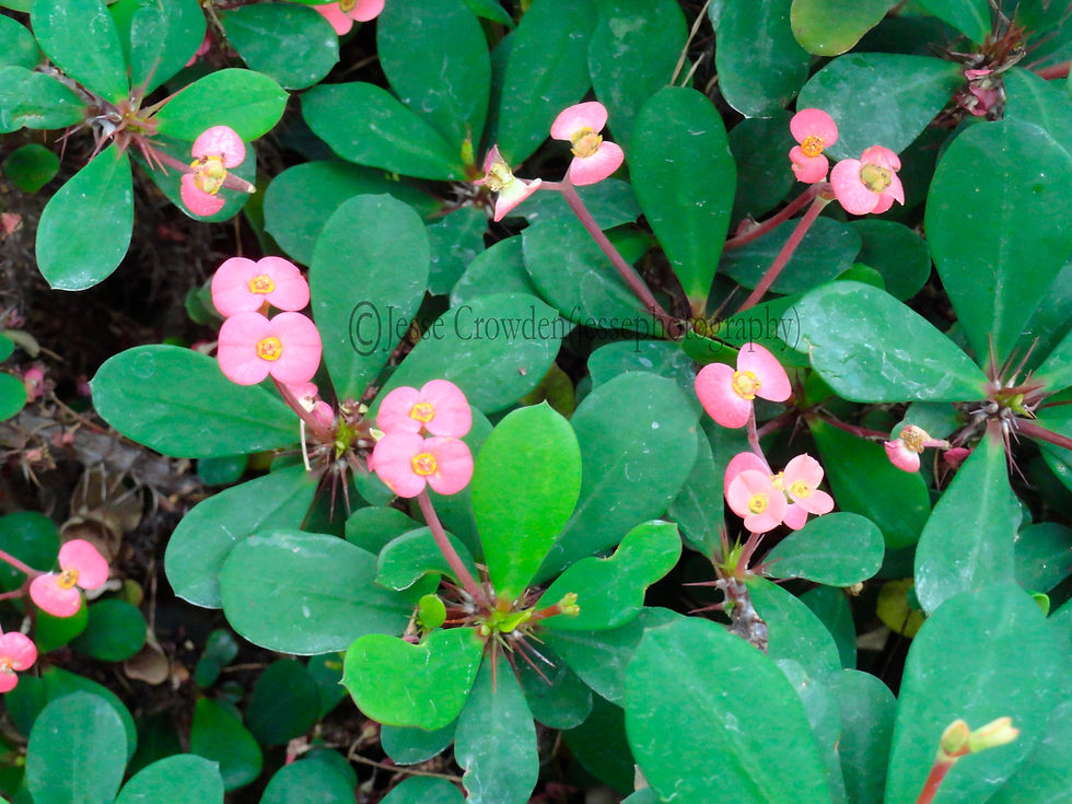 Little Pink Flowers