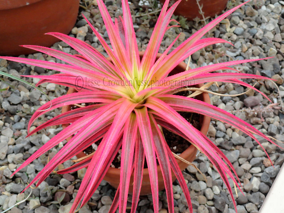 Pink and yellow Fanning Plant