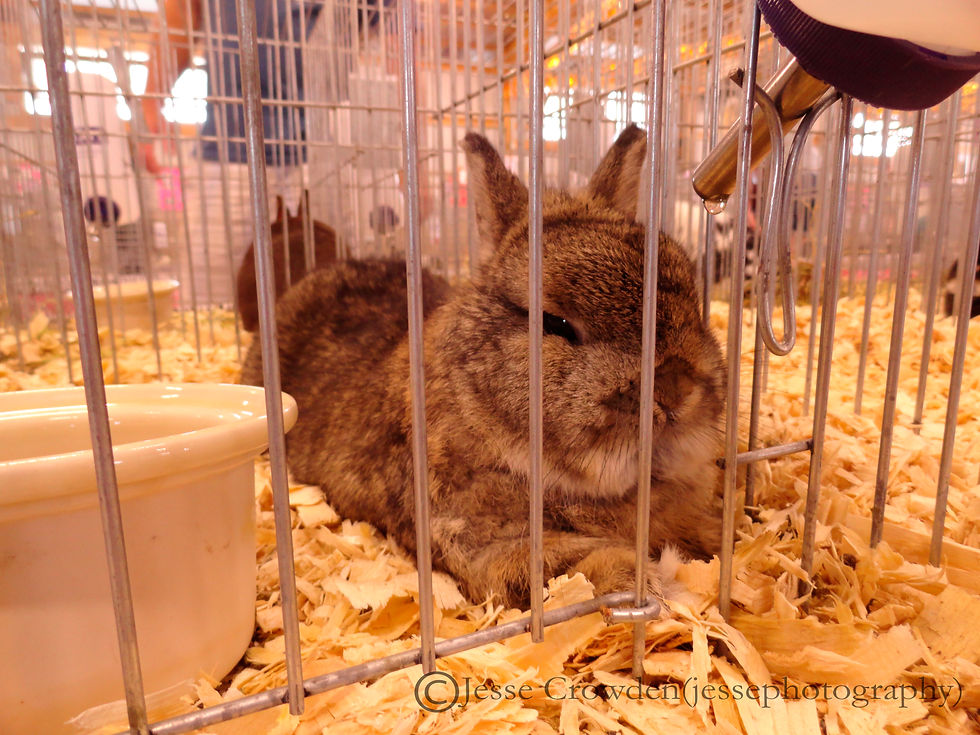 Grey Rabbit