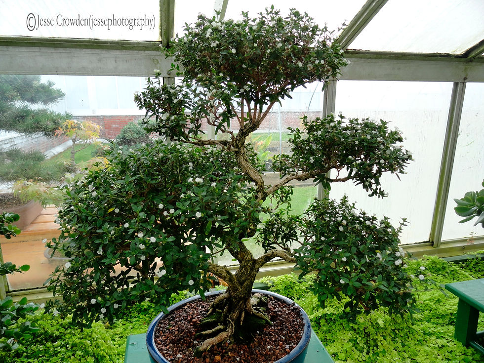 Green Bonsai in Front of Window