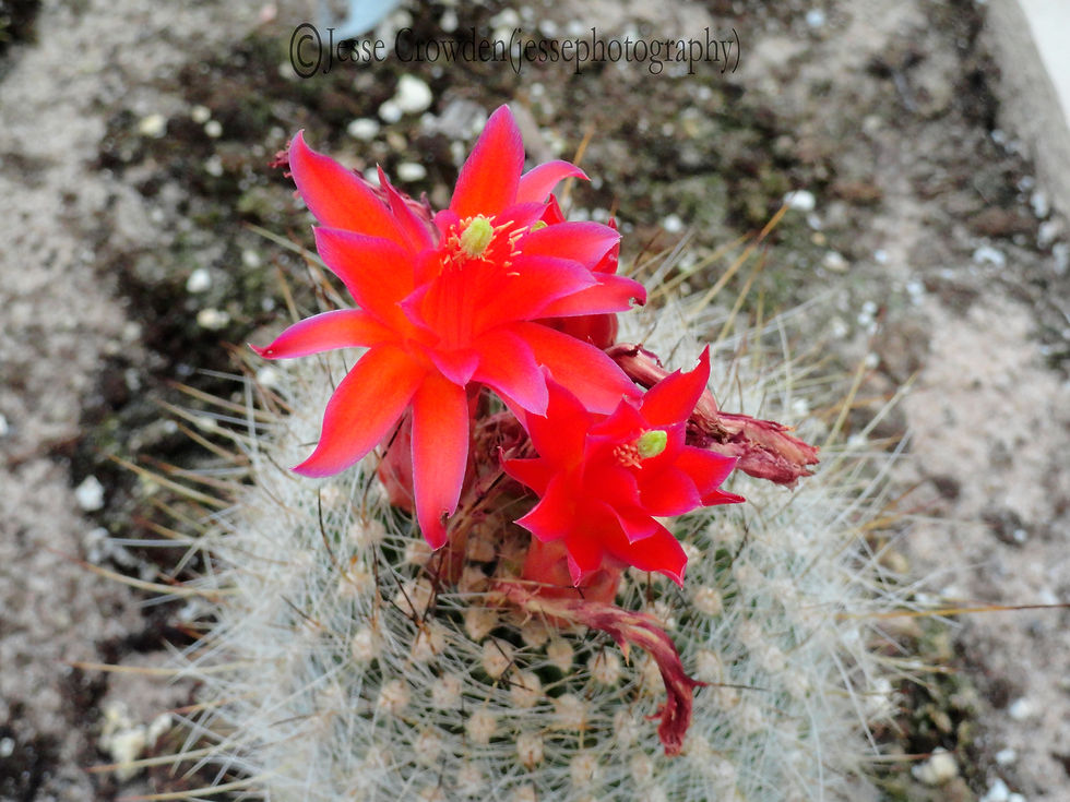 Red and Purple Cactus Flowers