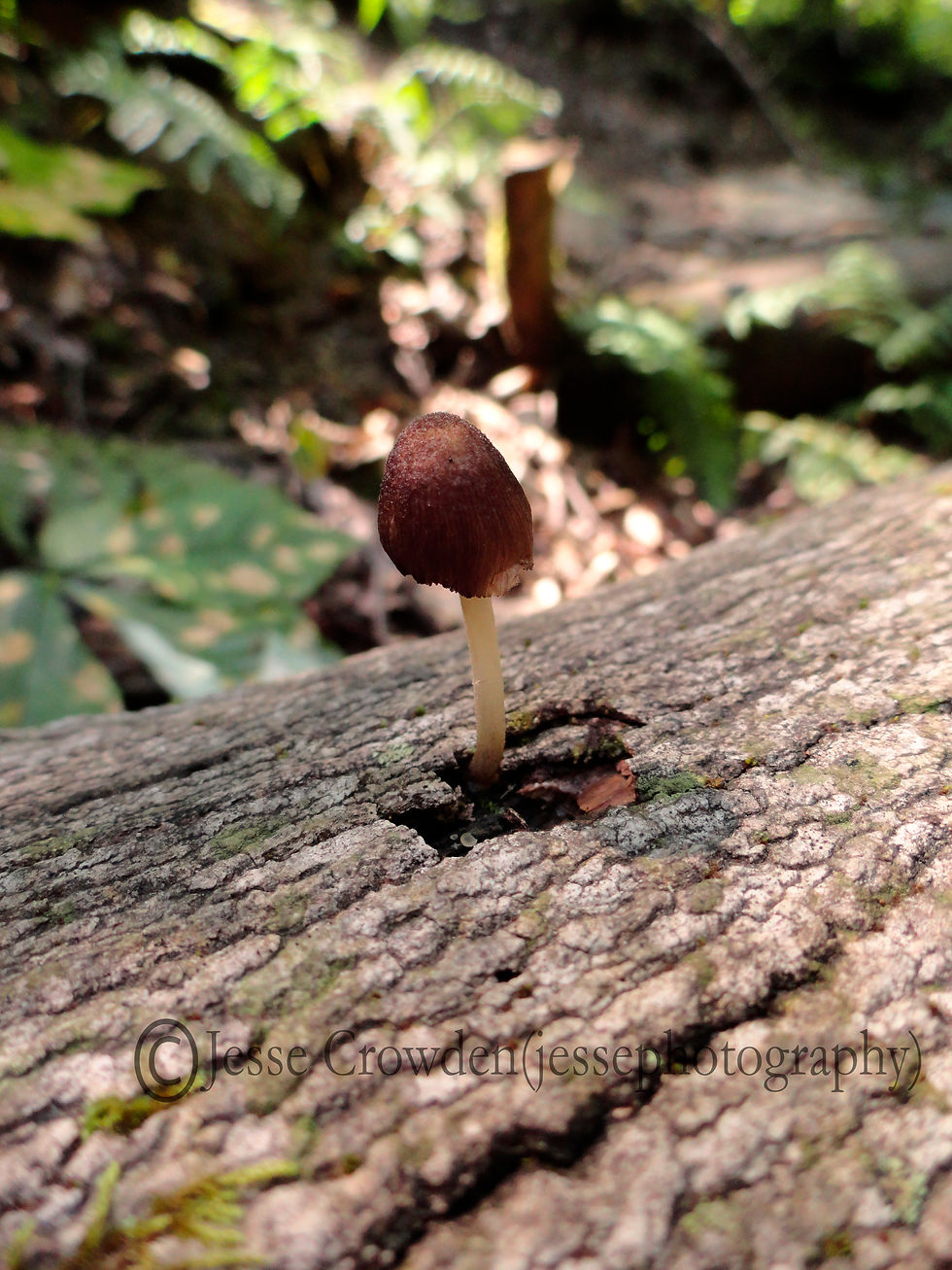 Delicate Brown Mushroom