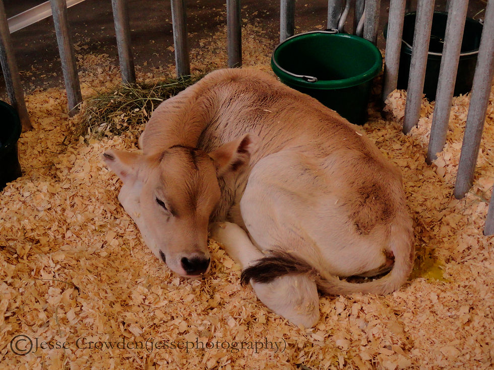 Fairly Young Calf