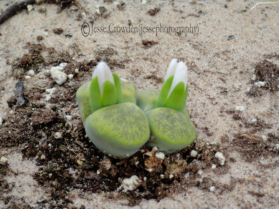 Living Stones Plant