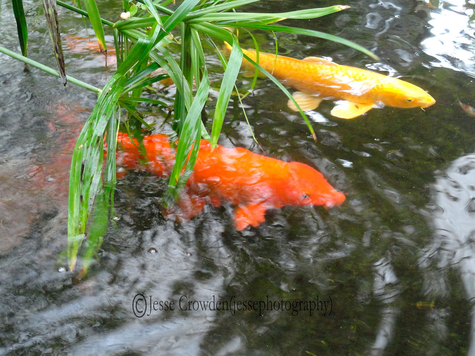 Orange and Gold Koi