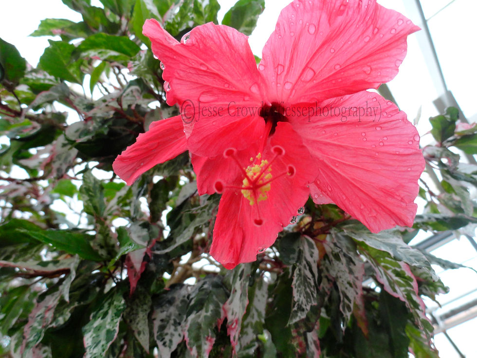 Bright Pink Flower with Droplets