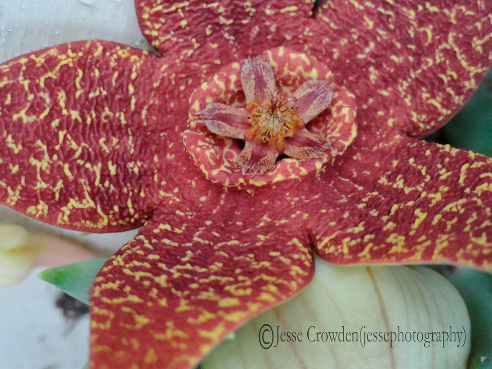 Unusual Maroon and Yellow Cactus Flower