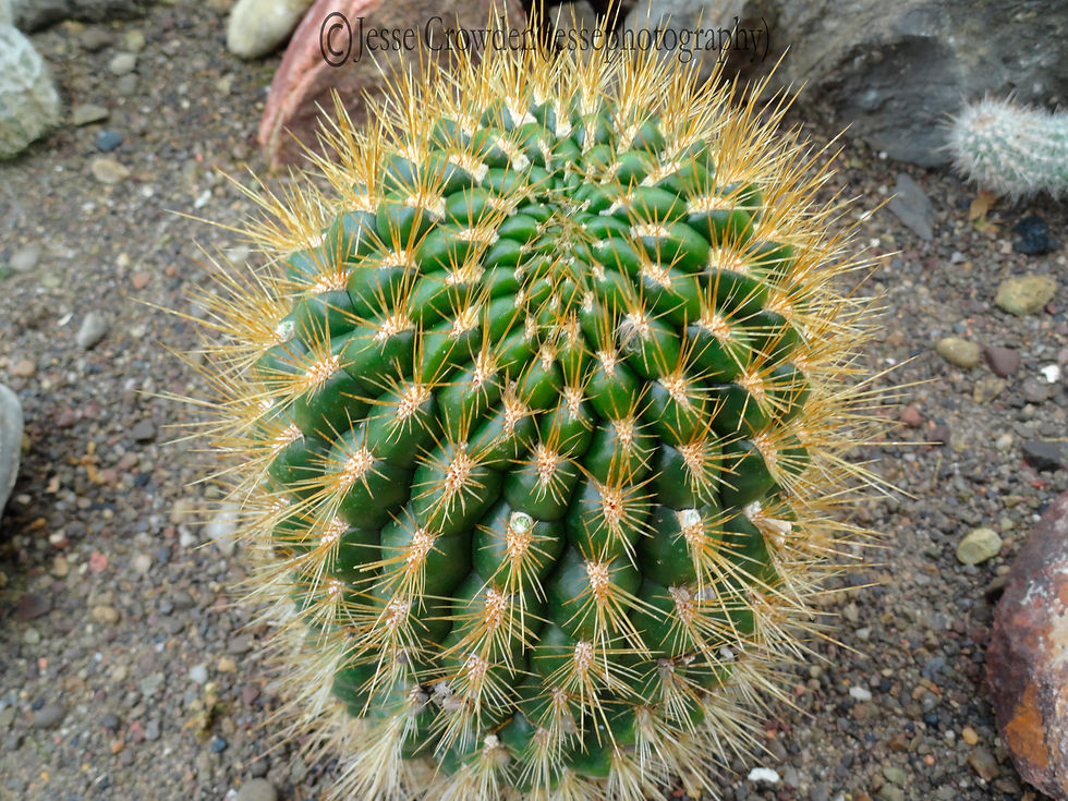 Green Scally Cactus