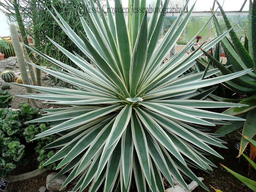 Green and White Spiky Plant