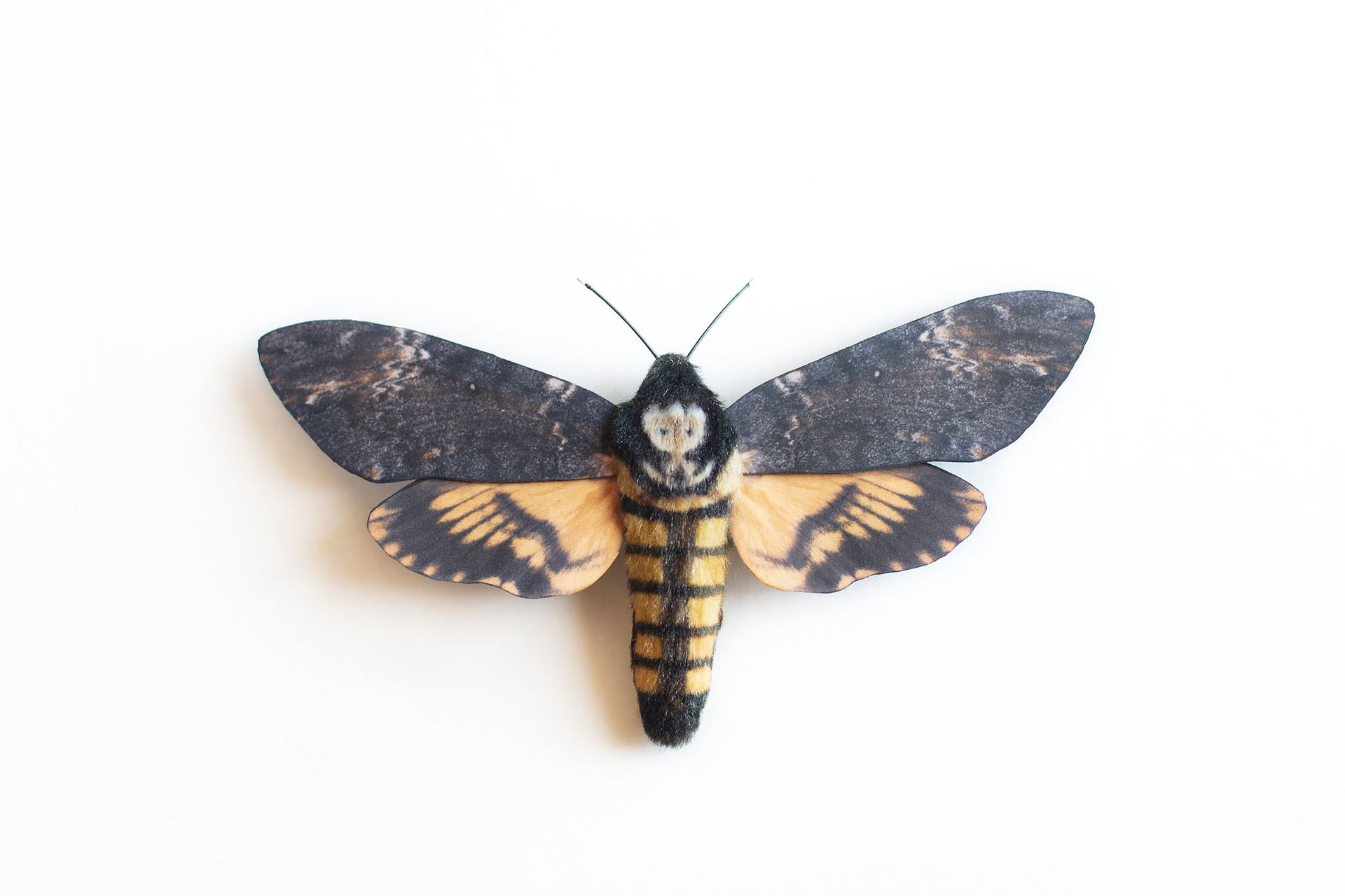 a black and gold moth sculpture