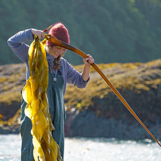 a woman wearing waders and a beanie pulls up massive cord of kelp