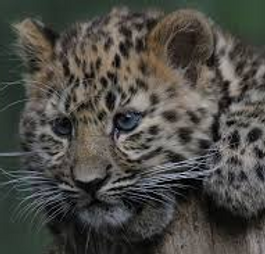 LEOPARDO.png