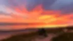 saulelyids_1.webp