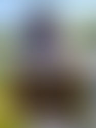 Beekeeping Experiences