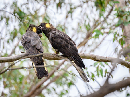 A frequent visitor to our neighbourhood - The Yellow-tailed Black Cockatoo