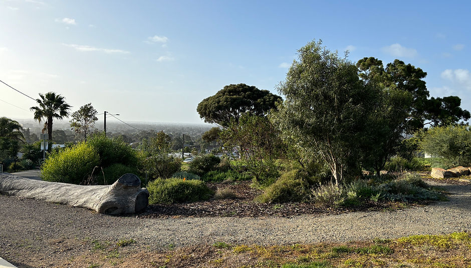 godfrey plantings 1.JPG
