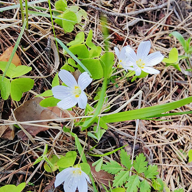 Katso minä luon uutta